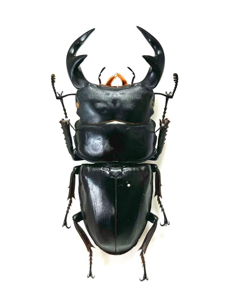 グランディスオオクワガタ　84mm ペア　標本