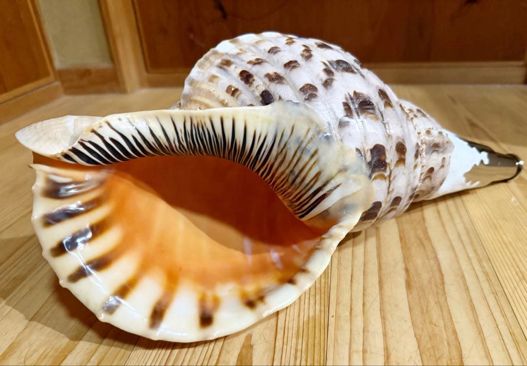 大型39.5㎝修験道法螺貝　山伏　密教　魔除け　熊よけ❣️ホラガイ　ほら貝