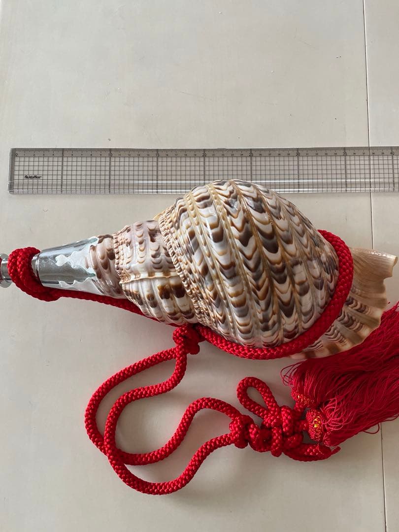 法螺貝　ホラガイ　赤紐