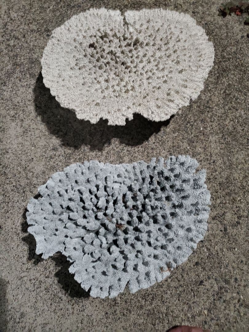 飾りサンゴ テーブルサンゴ 枝サンゴ