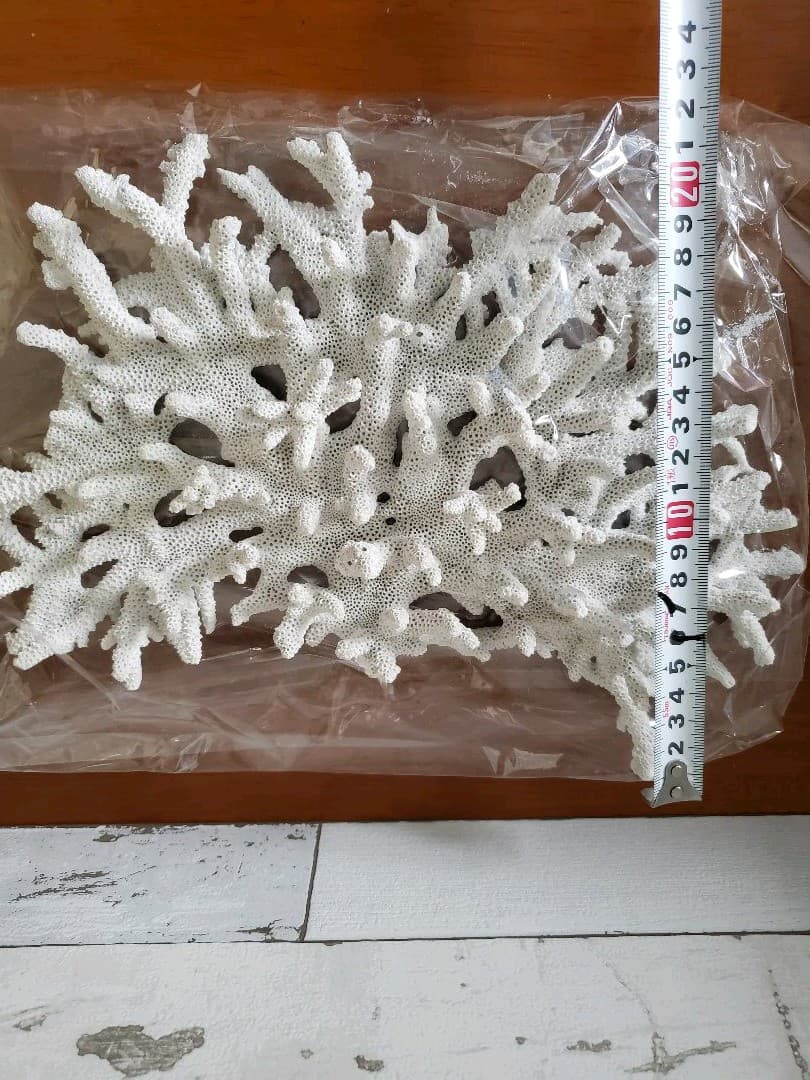 飾りサンゴ テーブルサンゴ 枝サンゴ