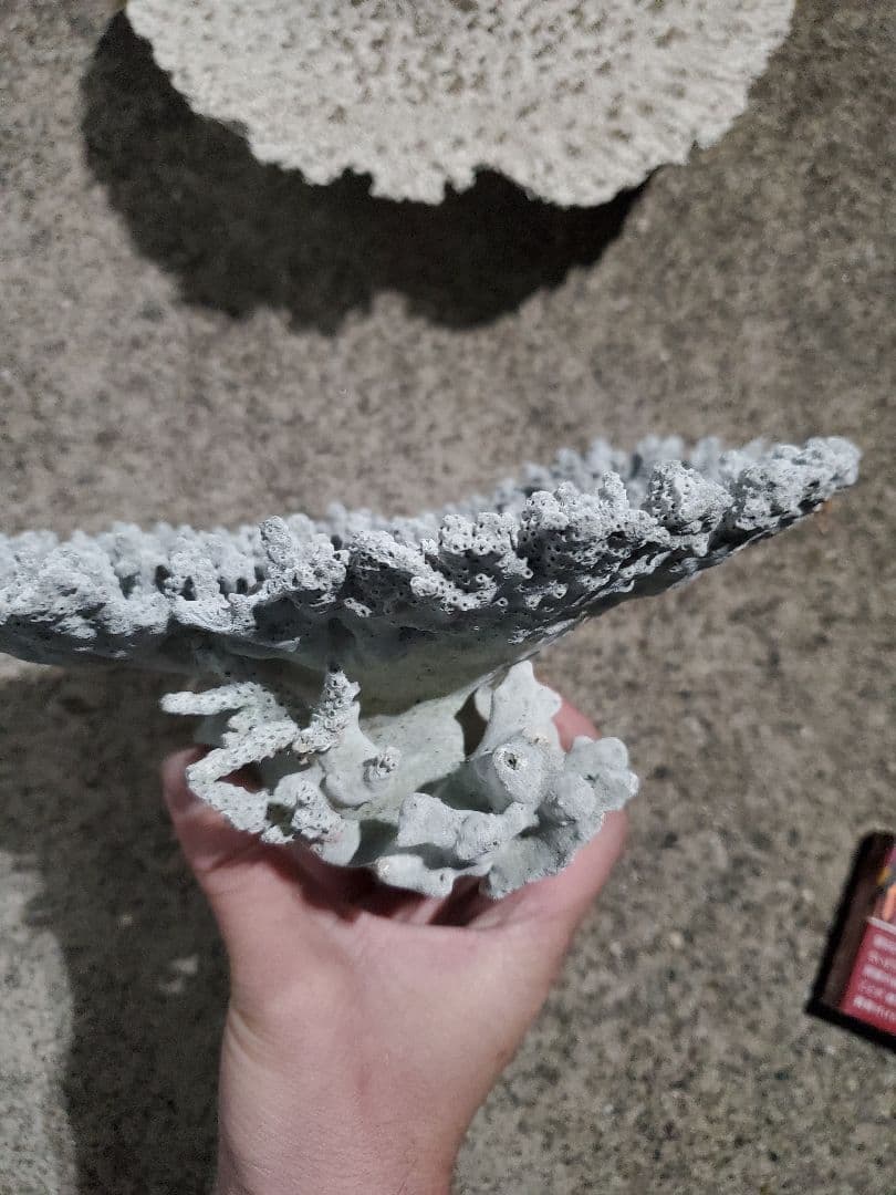 飾りサンゴ テーブルサンゴ 枝サンゴ