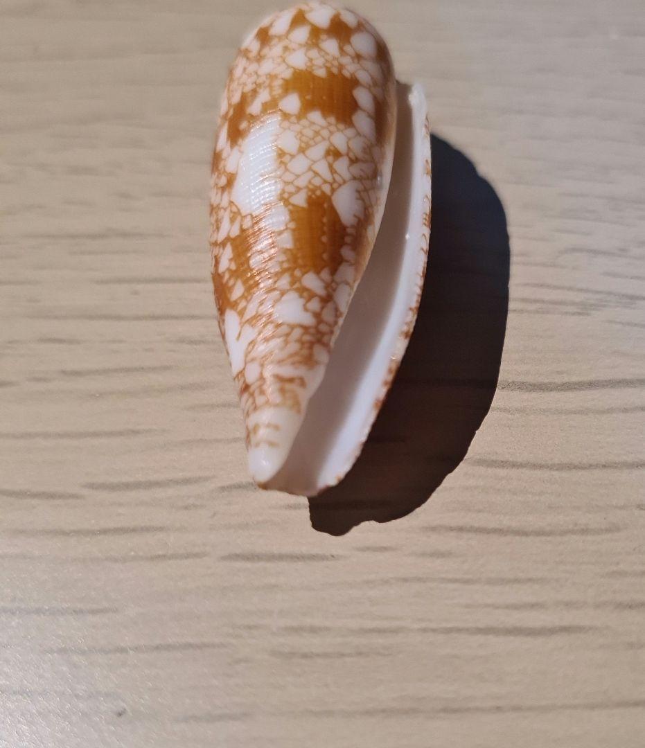 イモガイ貝殻 Darioconus Auricomus