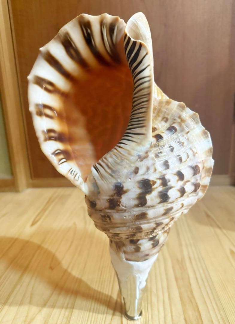 大型修験道法螺貝　38.5㎝　山伏　密教　魔除け　熊よけ❣️ホラガイ　ほら貝