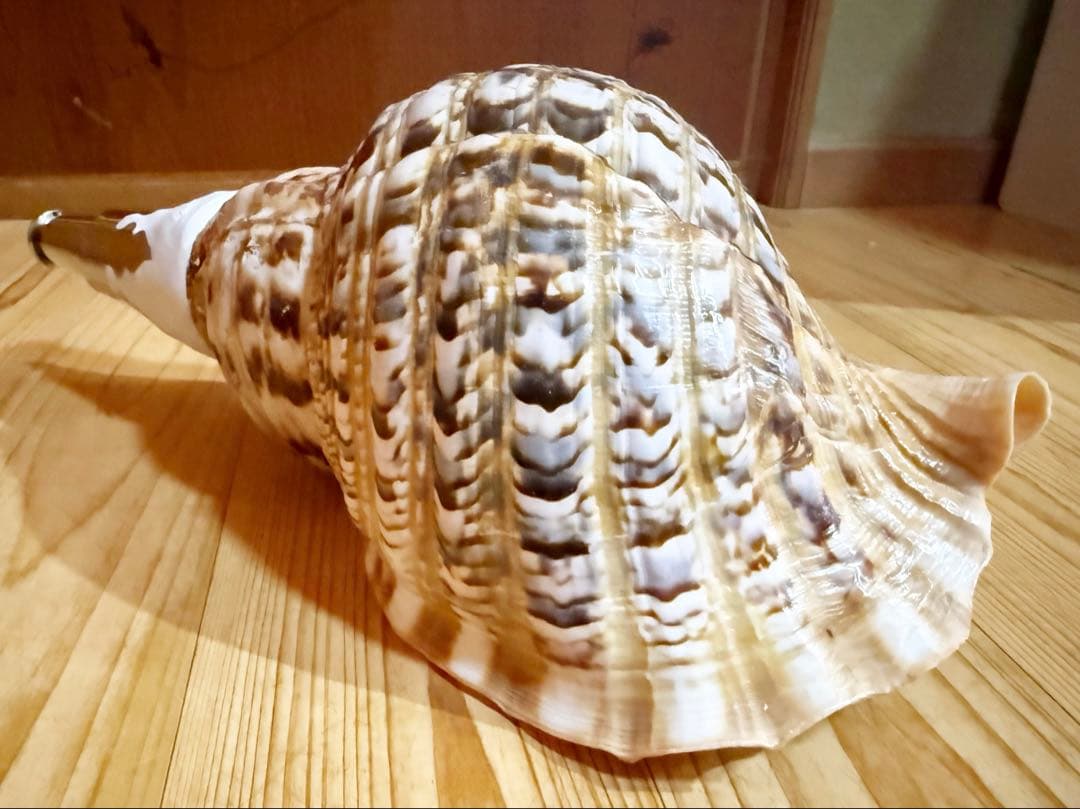 大型修験道法螺貝　38.5㎝　山伏　密教　魔除け　熊よけ❣️ホラガイ　ほら貝