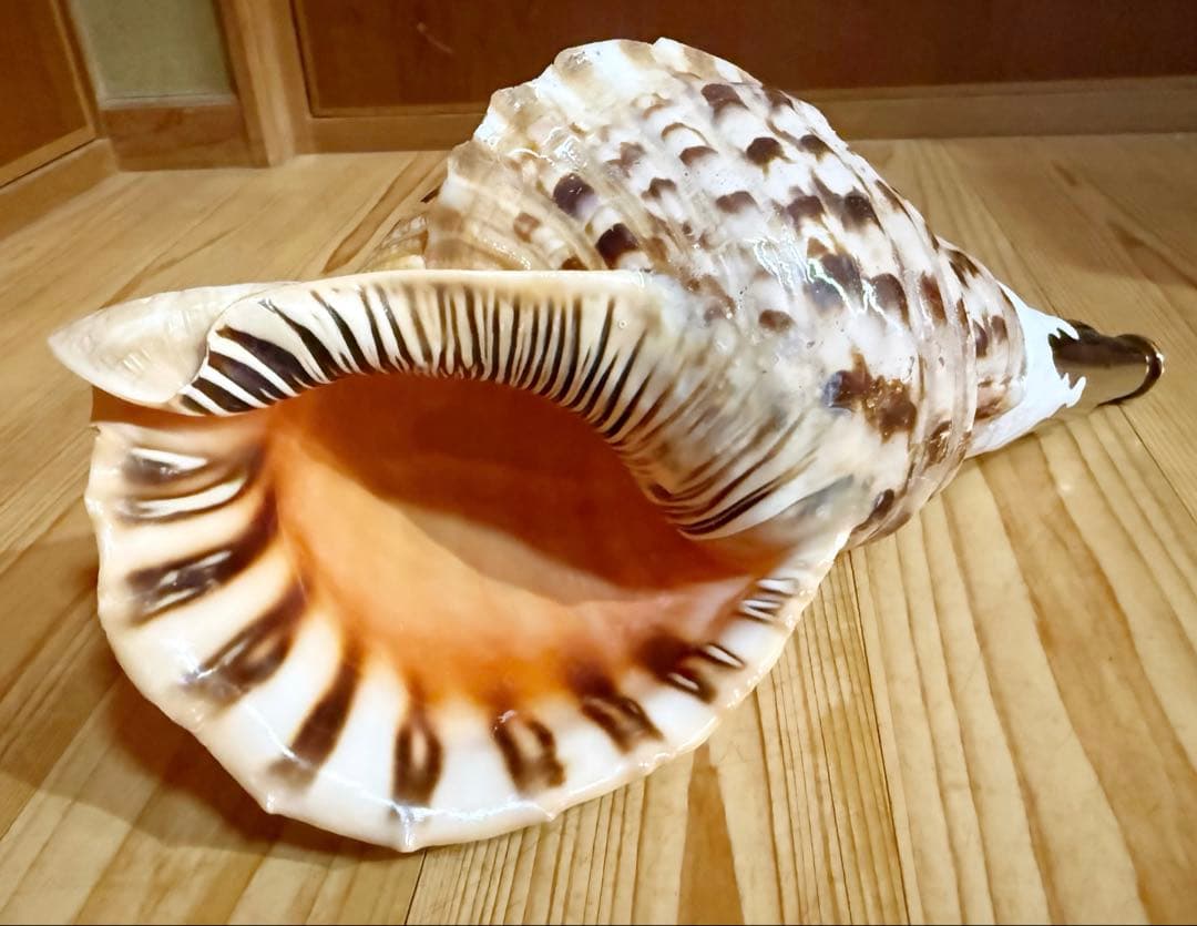大型修験道法螺貝　38.5㎝　山伏　密教　魔除け　熊よけ❣️ホラガイ　ほら貝
