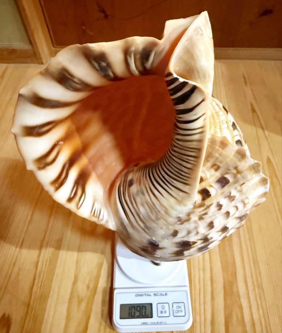 大型修験道法螺貝　38.5㎝　山伏　密教　魔除け　熊よけ❣️ホラガイ　ほら貝