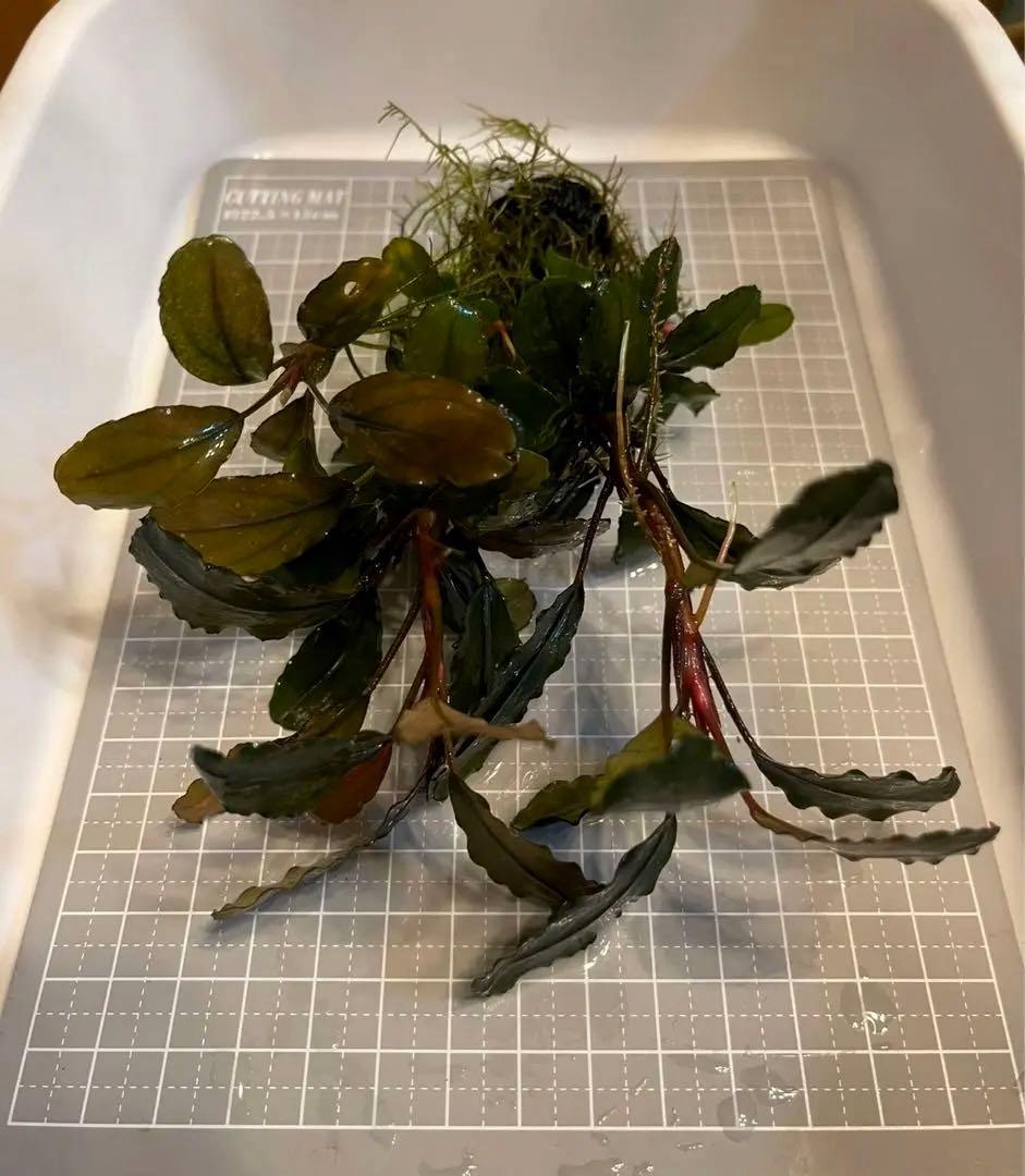 ブセファランドラsp.Blackghost 大株【完全水中葉】