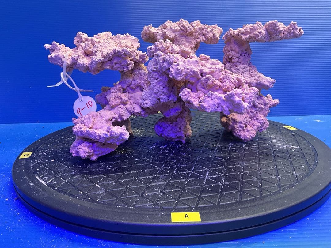 人工ライブロック　No.9-10 無害化処理済