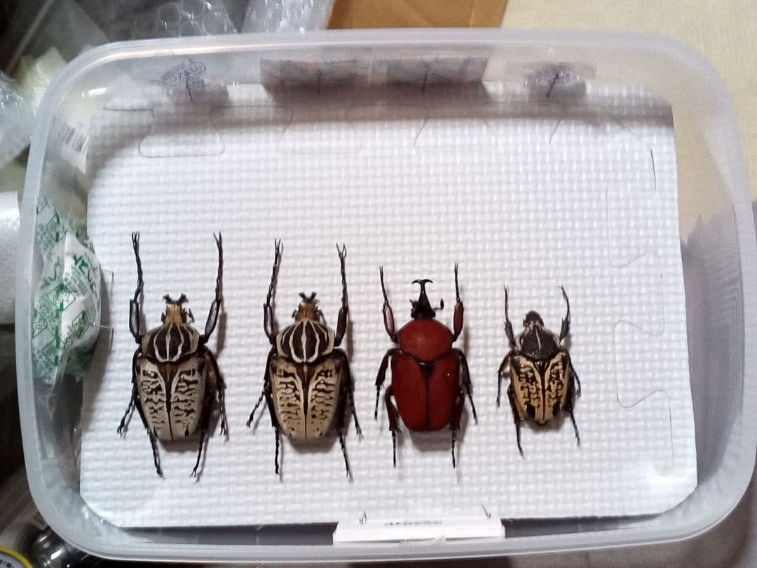 お得！カナブン、ハナムグリ4匹セット。外国産。