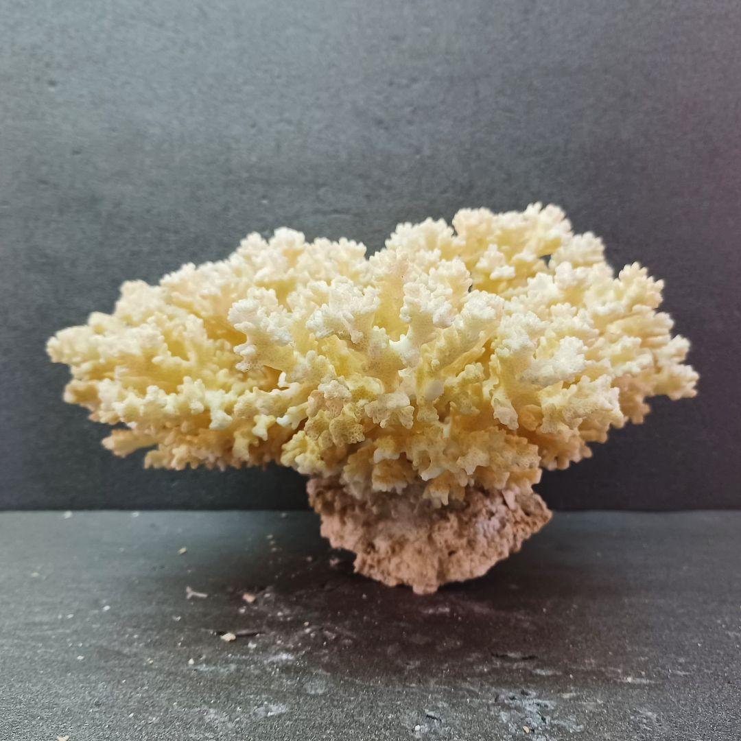 MURANO Salviati ムラノ サルヴィアッティ 4色 ボール 大皿