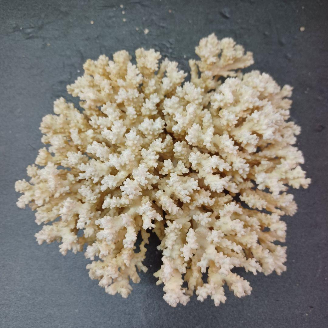 MURANO Salviati ムラノ サルヴィアッティ 4色 ボール 大皿