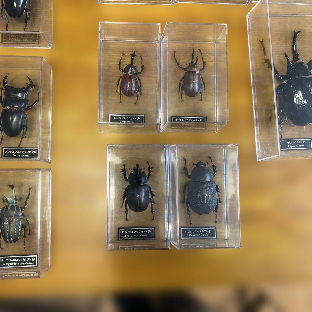 ディアゴスティーニ　世界の昆虫　全64種　コンプリート　クワガタ　カブトムシ