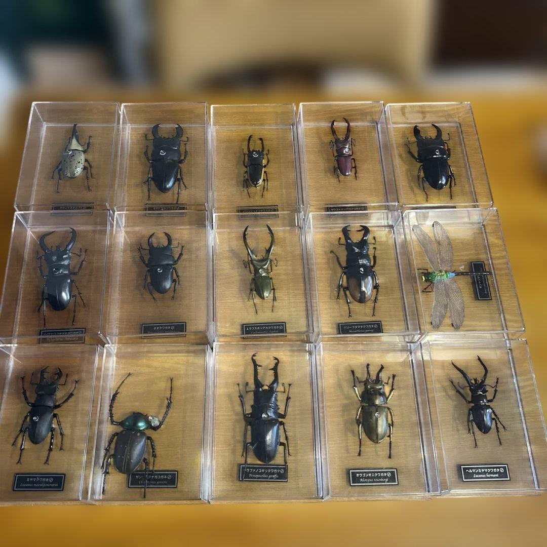 ディアゴスティーニ　世界の昆虫　全64種　コンプリート　クワガタ　カブトムシ