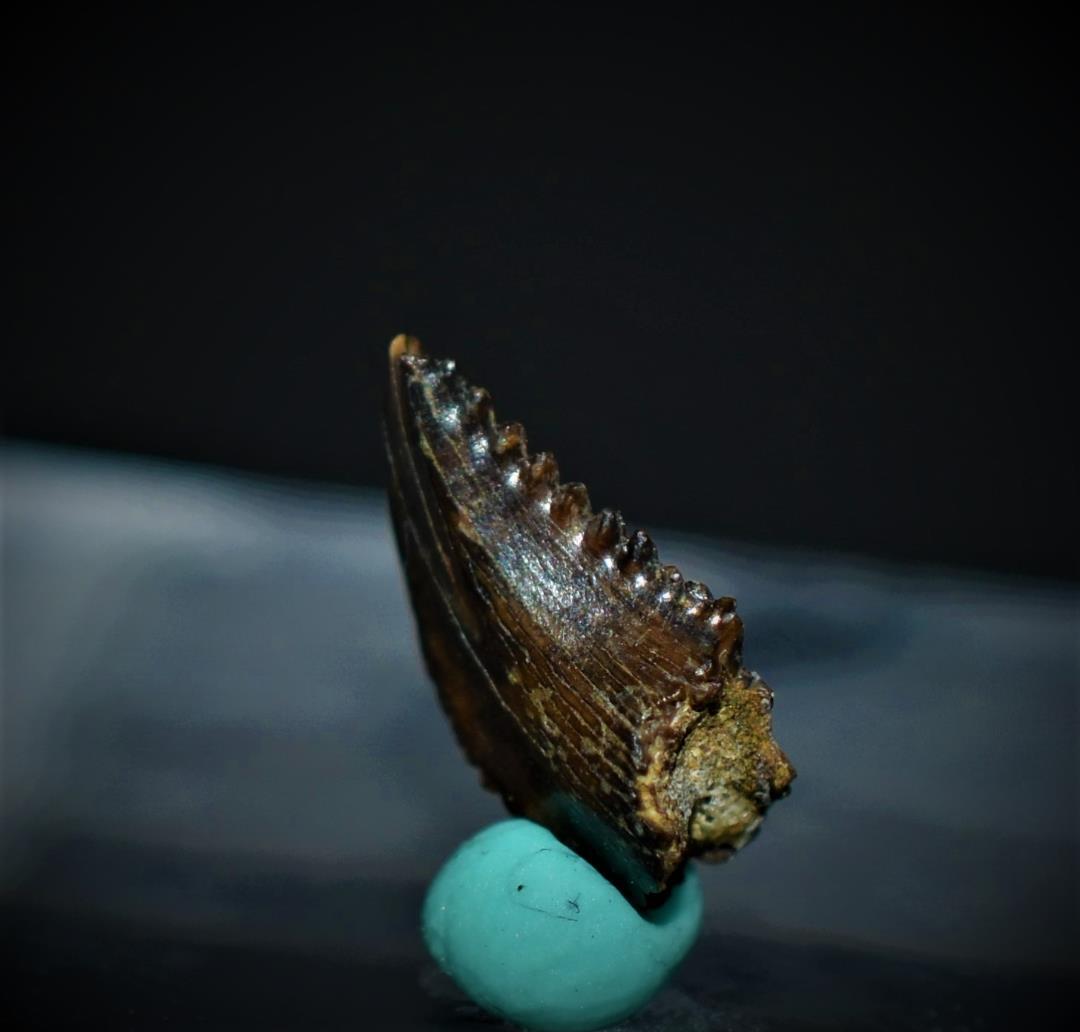 化石 恐竜 北米産 レア！トロオドンの美麗歯 実物 値段交渉可能