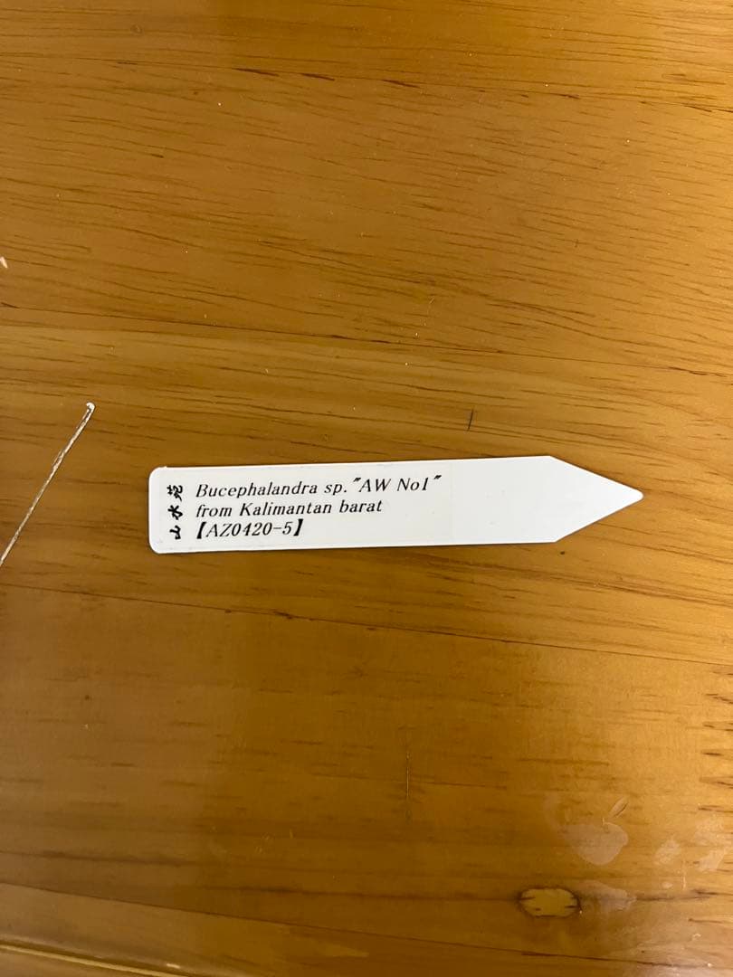 タグ付きBucephalandra sp. \"AW No1\"