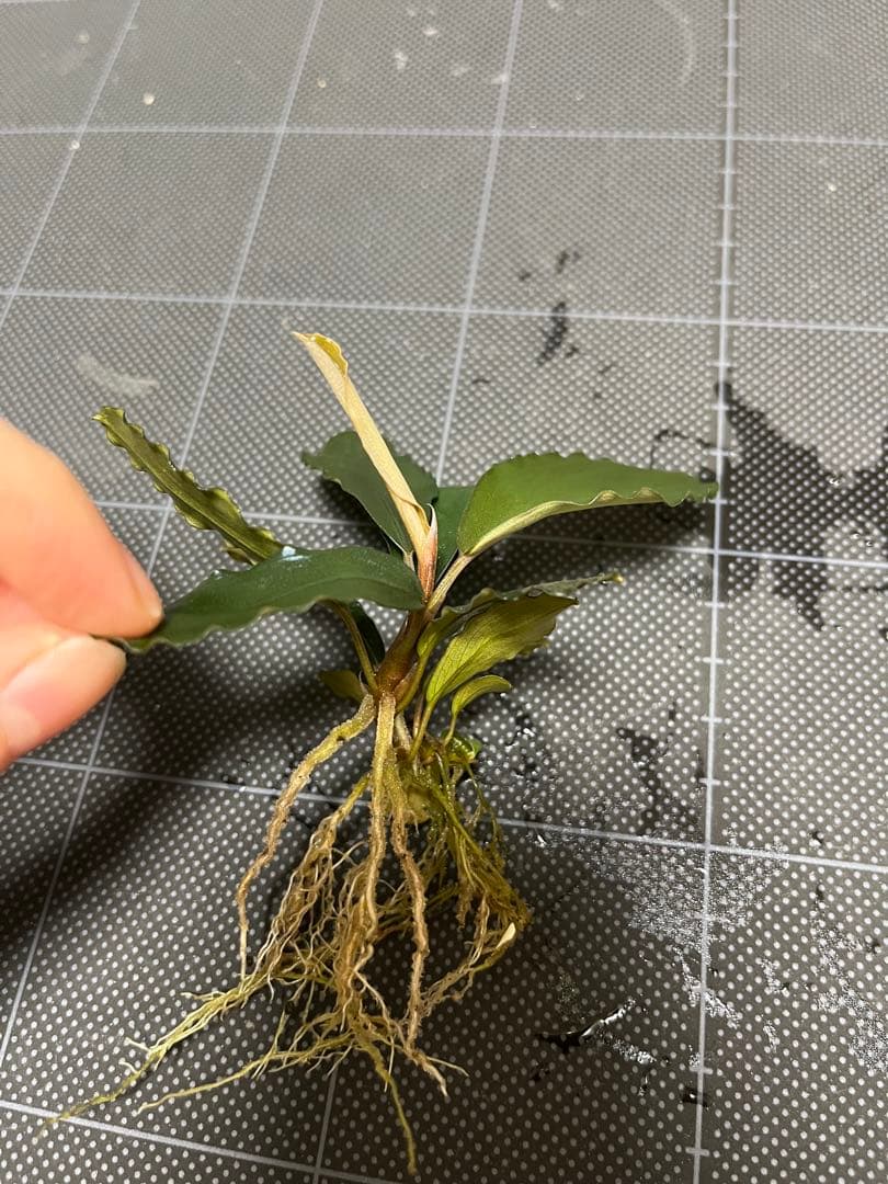 タグ付きBucephalandra sp. \"AW No1\"