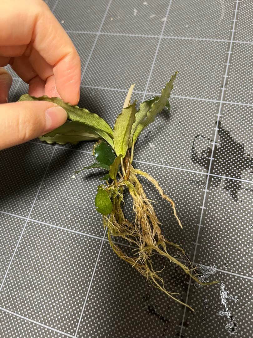 タグ付きBucephalandra sp. \"AW No1\"