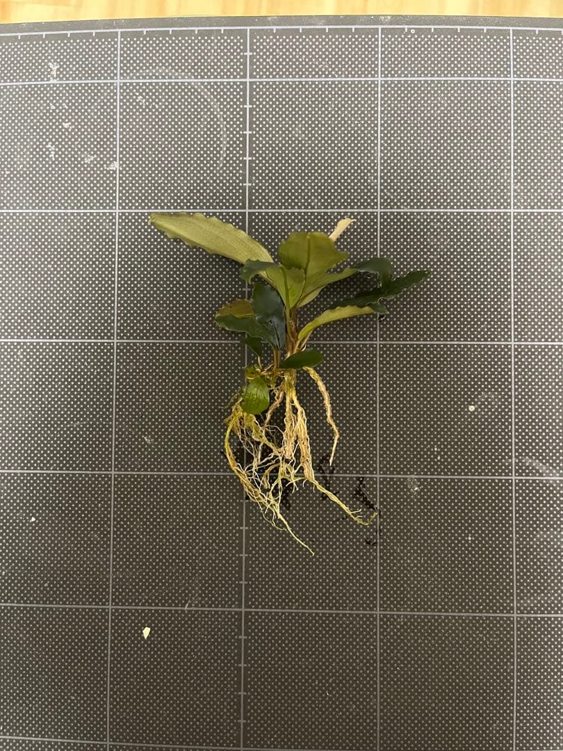 タグ付きBucephalandra sp. \"AW No1\"