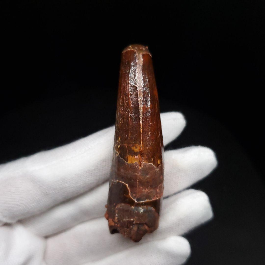 美品 スピノサウルス 本物 モロッコ産 56.58mm sp474