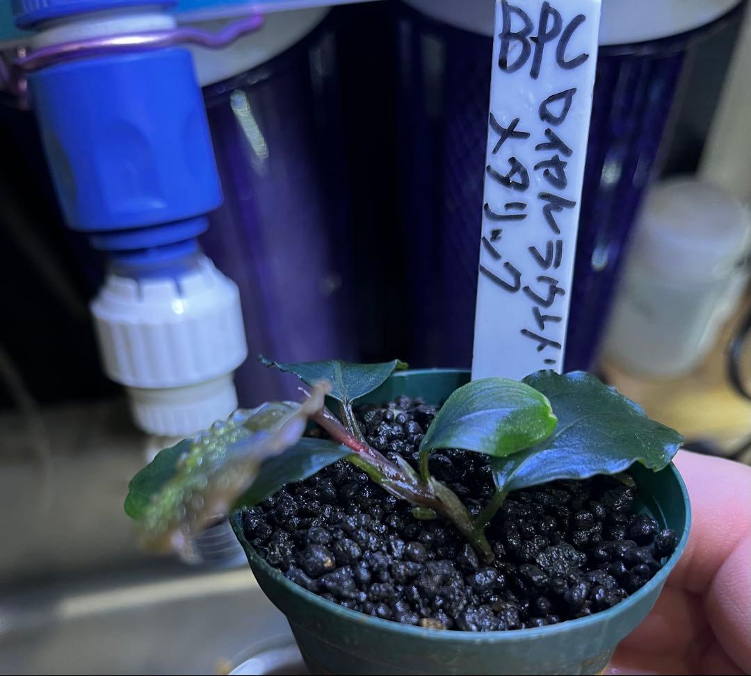 ブセファランドラ sp.ロイヤルラウンドメタリック 水上葉1株