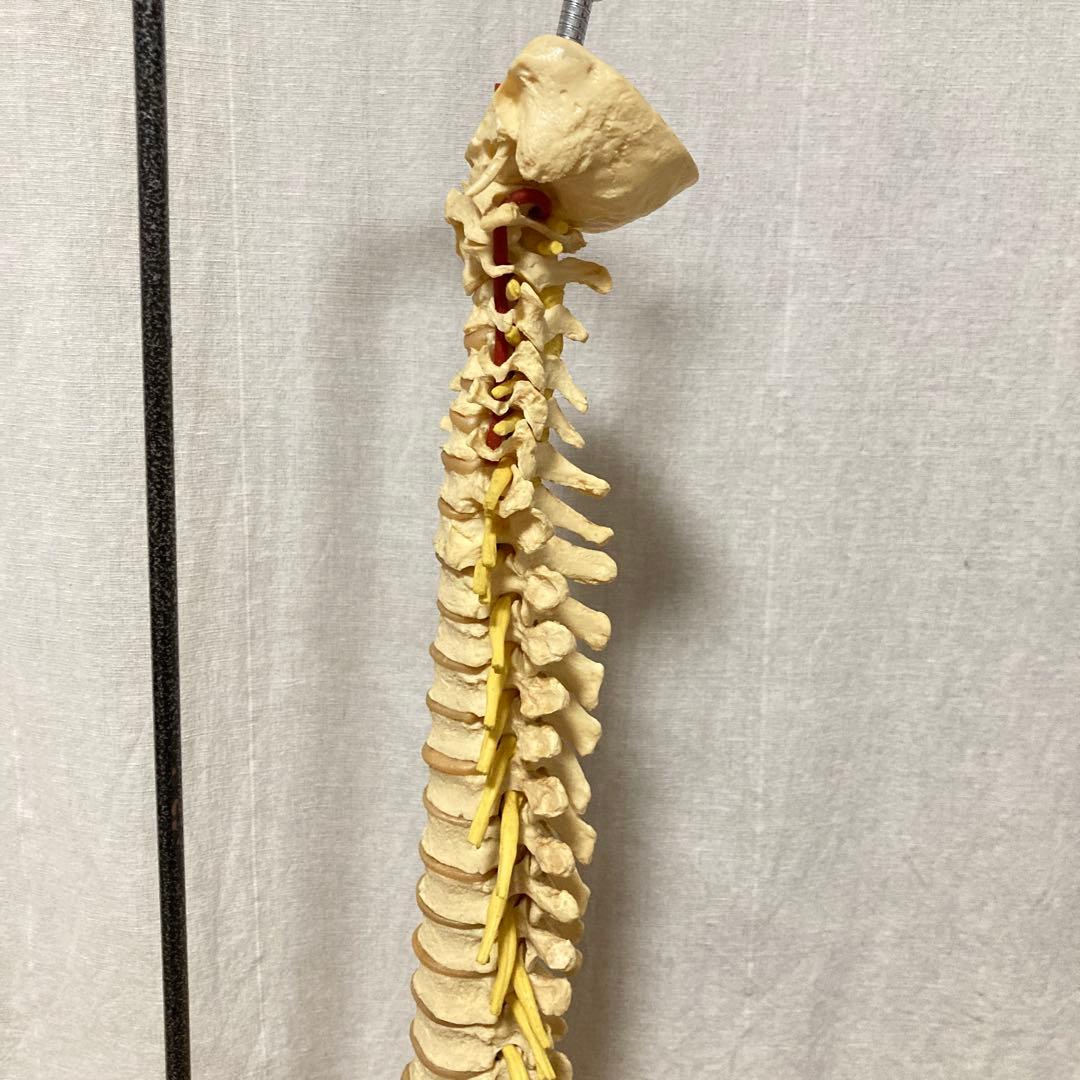 TomoP様　脊柱骨格模型　人体　接骨院カイロプラクティック　スタンド付き