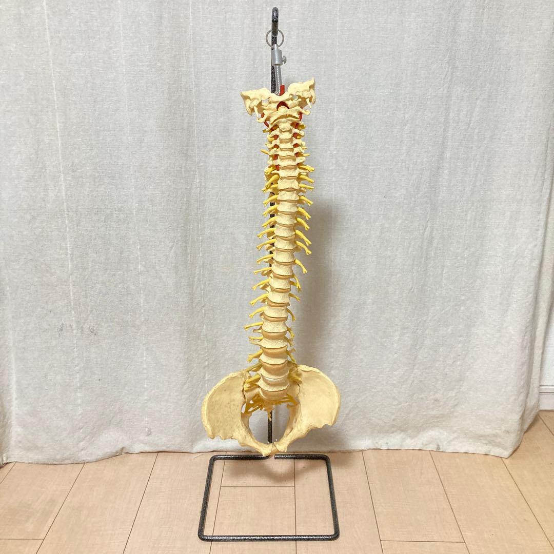 TomoP様　脊柱骨格模型　人体　接骨院カイロプラクティック　スタンド付き