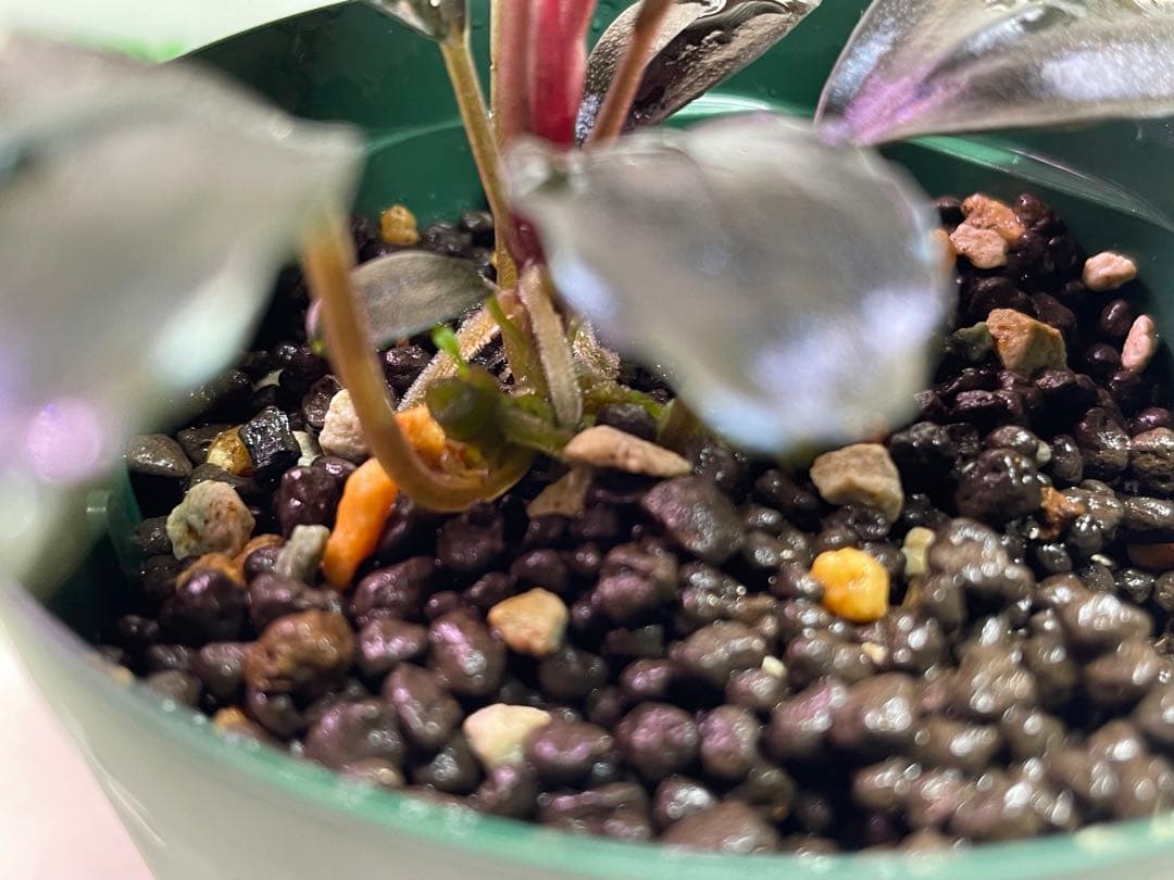 専用Bucephalandra sp.”Theia blue” 2019/01