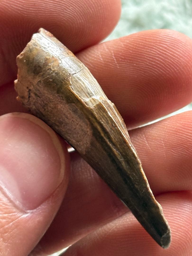 4.5cm スコミムス　歯　化石