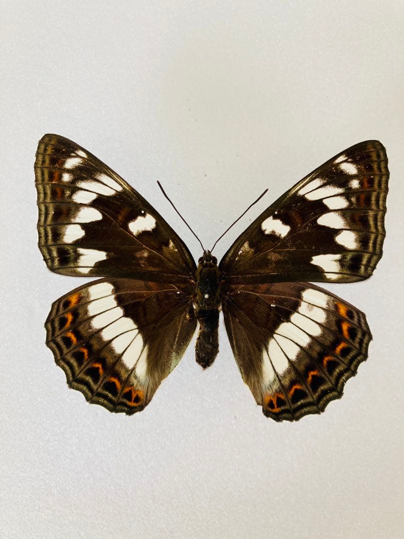 【大型85mm】オオイチモンジ（1ペア・北海道産）