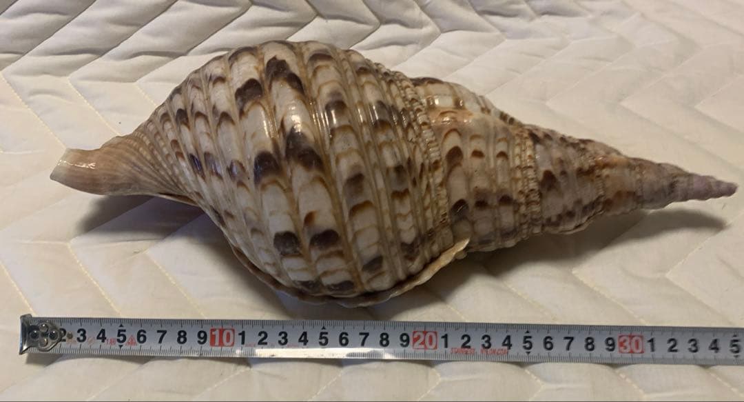 未加工ほらがい