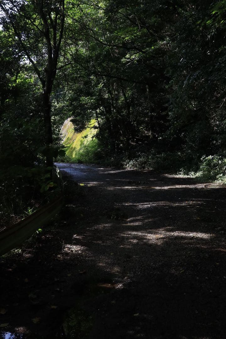 Canon RF 35mm F1.8 MACRO IS STM キヤノン