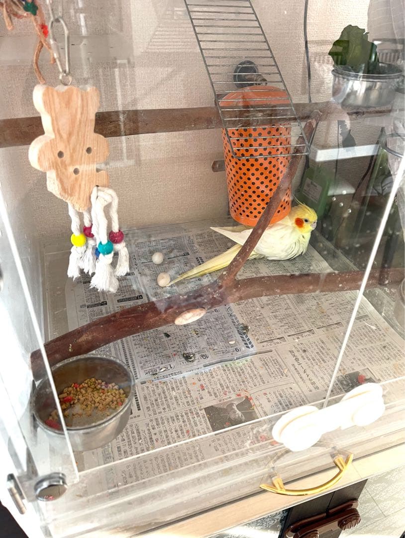 鳥カゴ　中型アクリル鳥用ケージ(エサカップ4つ、エサ付)