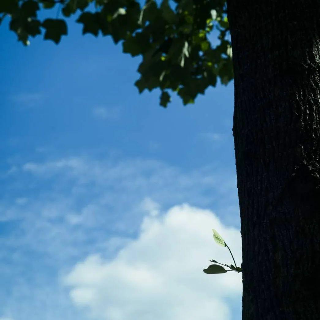 最終値下 summicron F2/50㎜ 第3世代 ドイツ leica