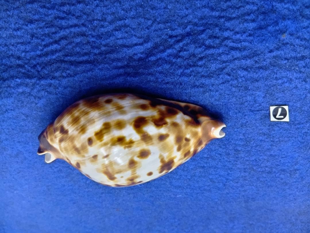 ⑦-1貝標本クロガネダカラ