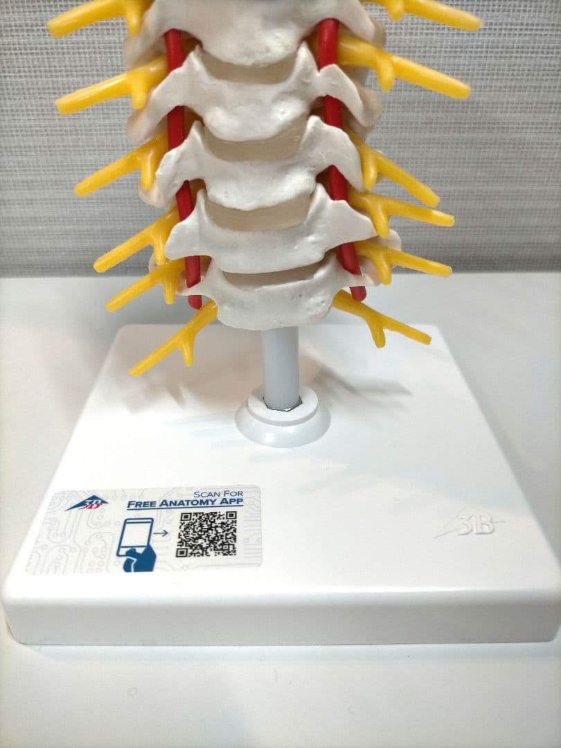 頚椎模型 頚椎モデル 3B Scientific