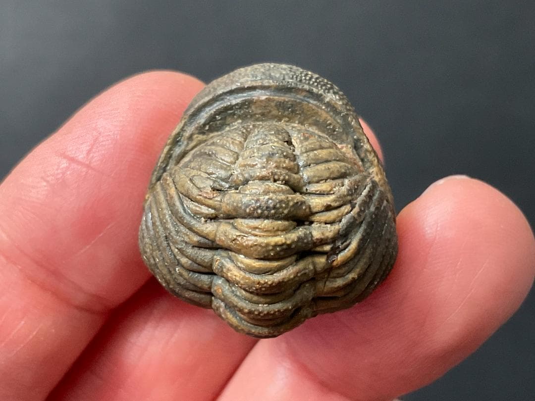 防御態勢の三葉虫 [PH75] ファコプス 化石