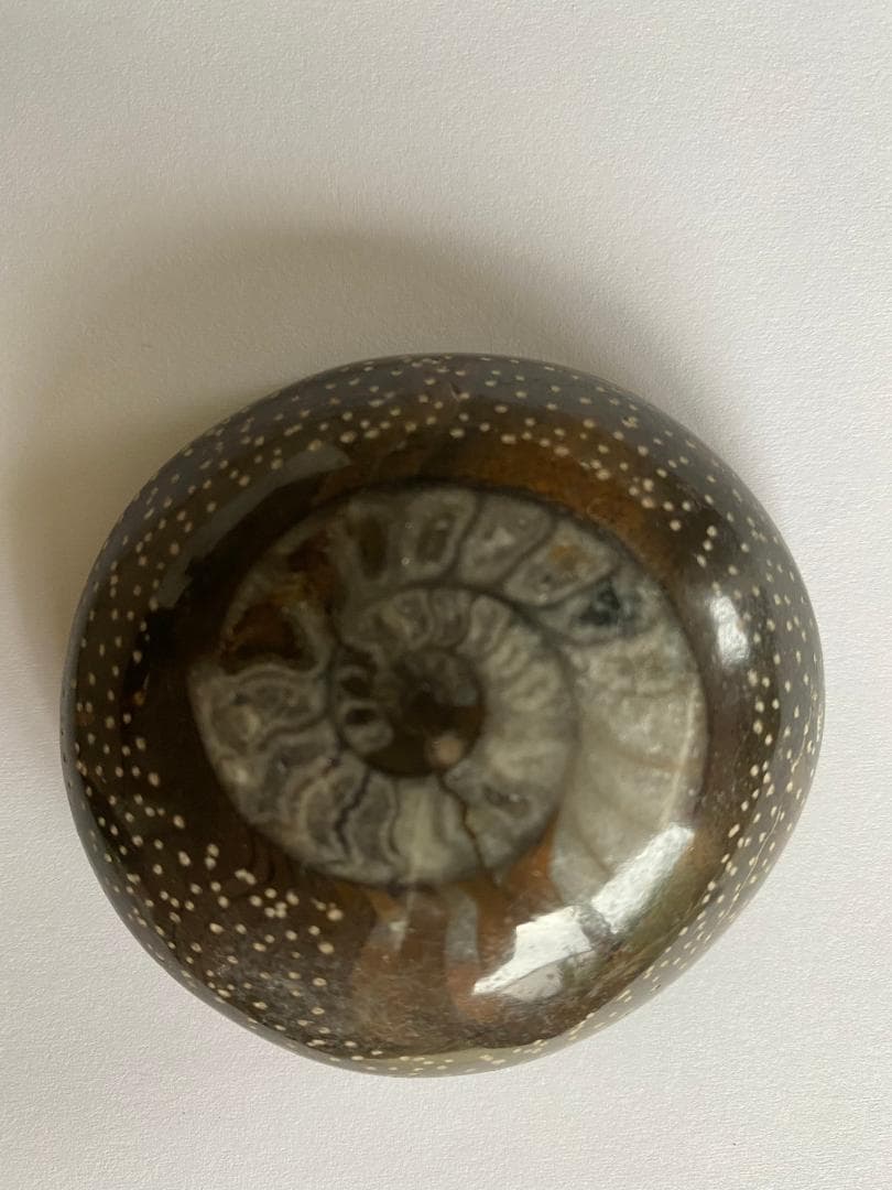 モロッコ産　アンモナイト　化石　⑰