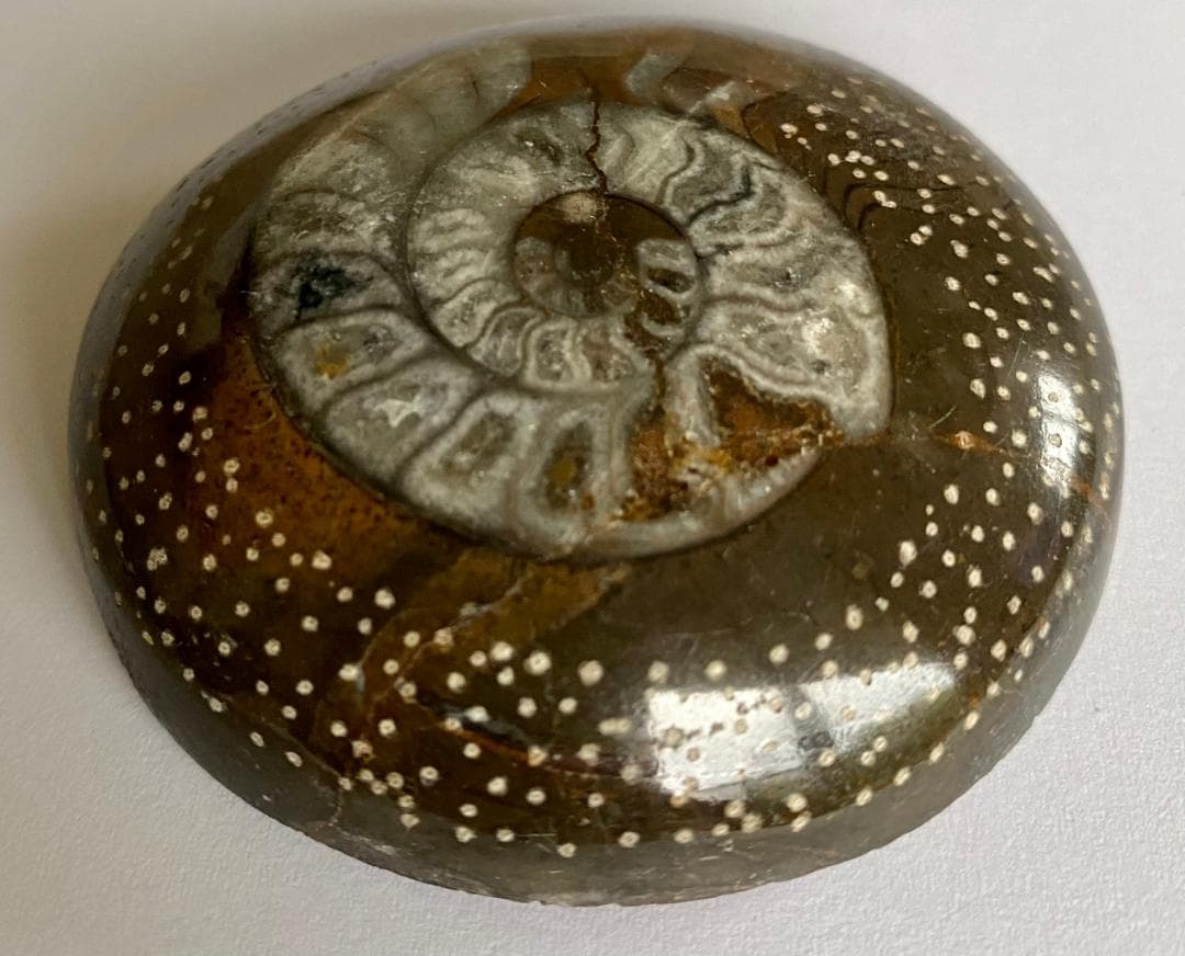 モロッコ産　アンモナイト　化石　⑰