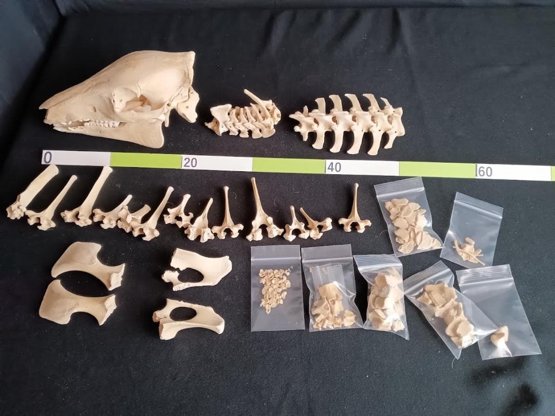 【お買い得】種名イノシシ　♂　２５Kg　頭骨～尾椎　骨格標本