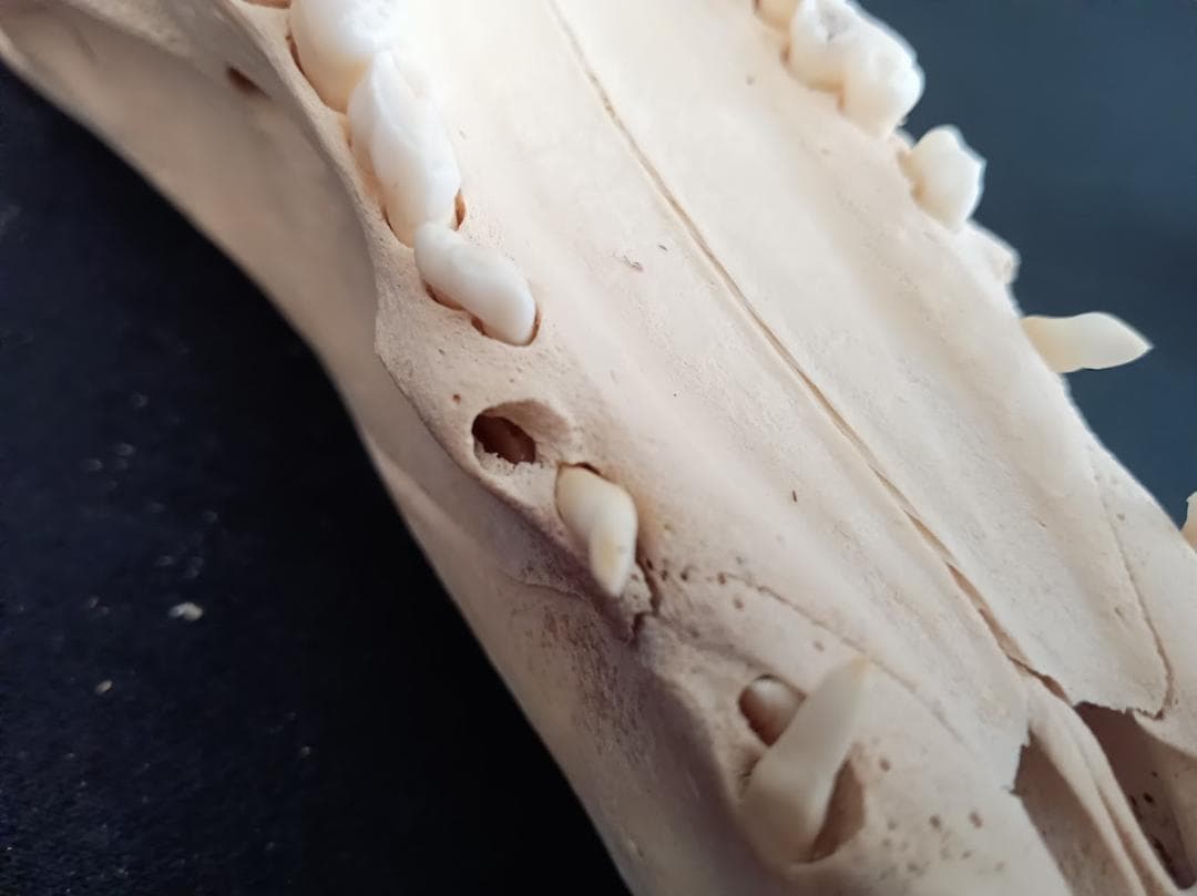 【お買い得】種名イノシシ　♂　２５Kg　頭骨～尾椎　骨格標本