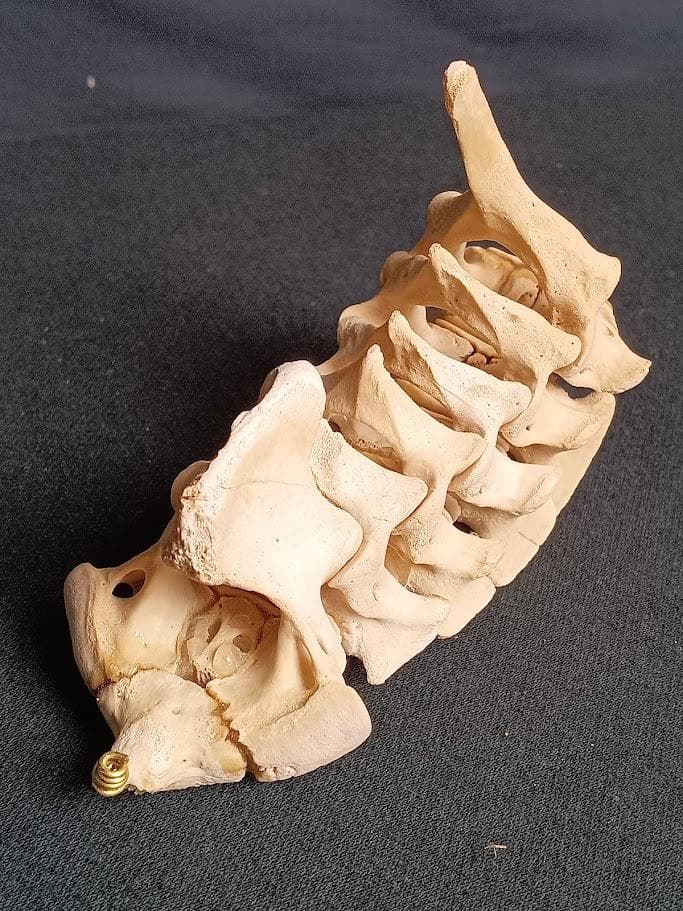 【お買い得】種名イノシシ　♂　２５Kg　頭骨～尾椎　骨格標本
