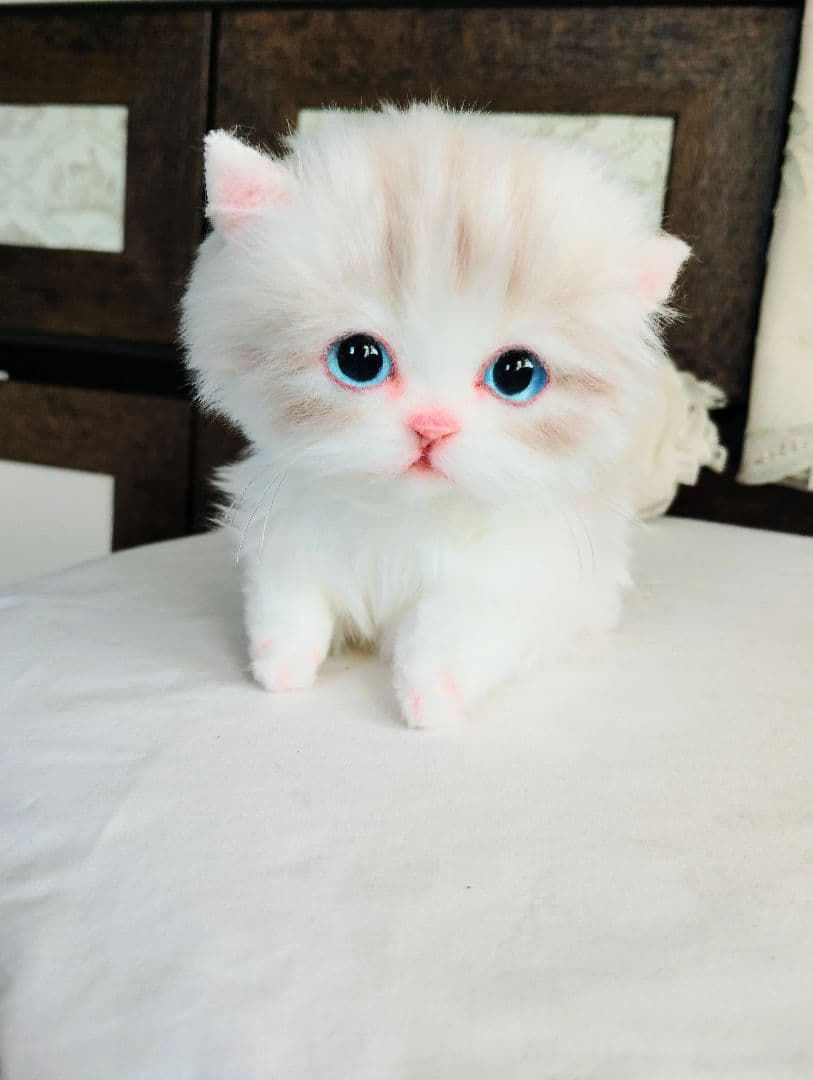 ラピ様御予約❤️よちよちあんよ♡短足ころころボディ♡マンチカン子猫ちゃん♡