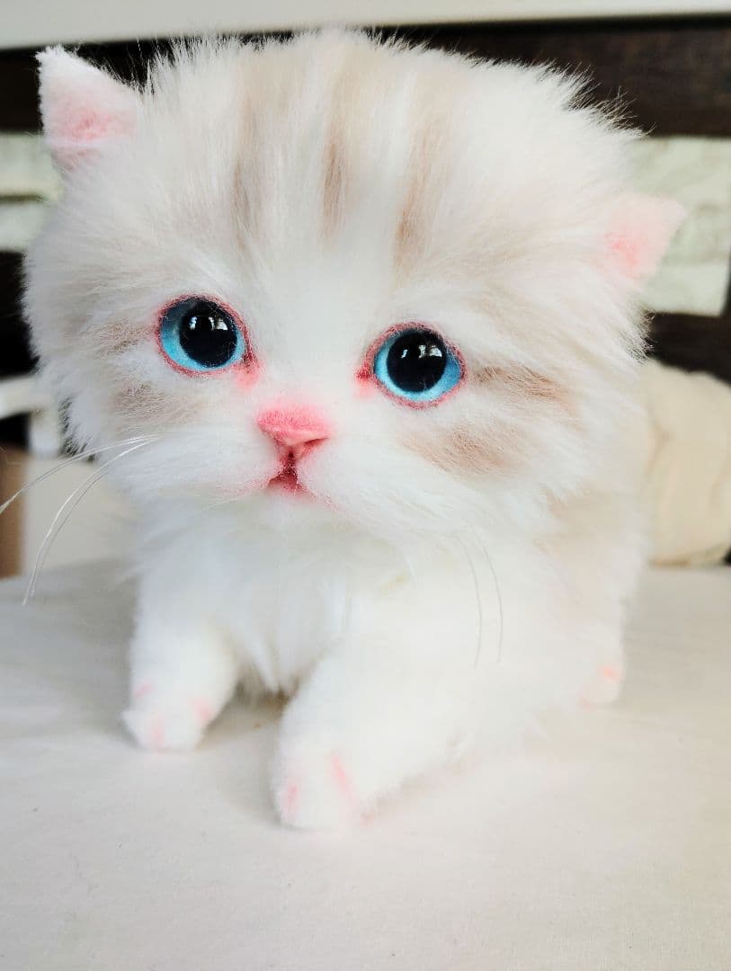 ラピ様御予約❤️よちよちあんよ♡短足ころころボディ♡マンチカン子猫ちゃん♡