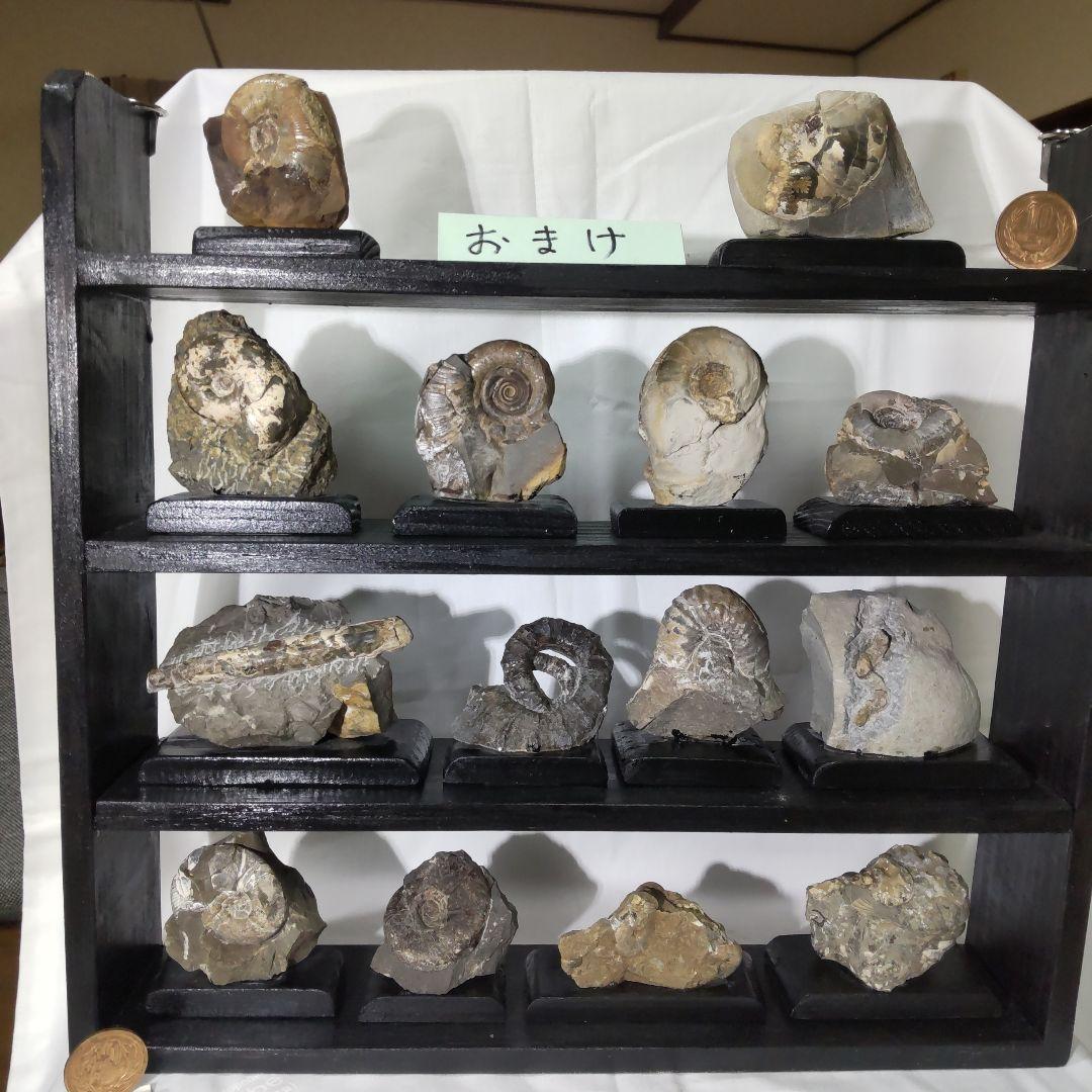 北海道アンモナイト化石、飾り棚に収納した１２点＋資料４点＋おまけ２点