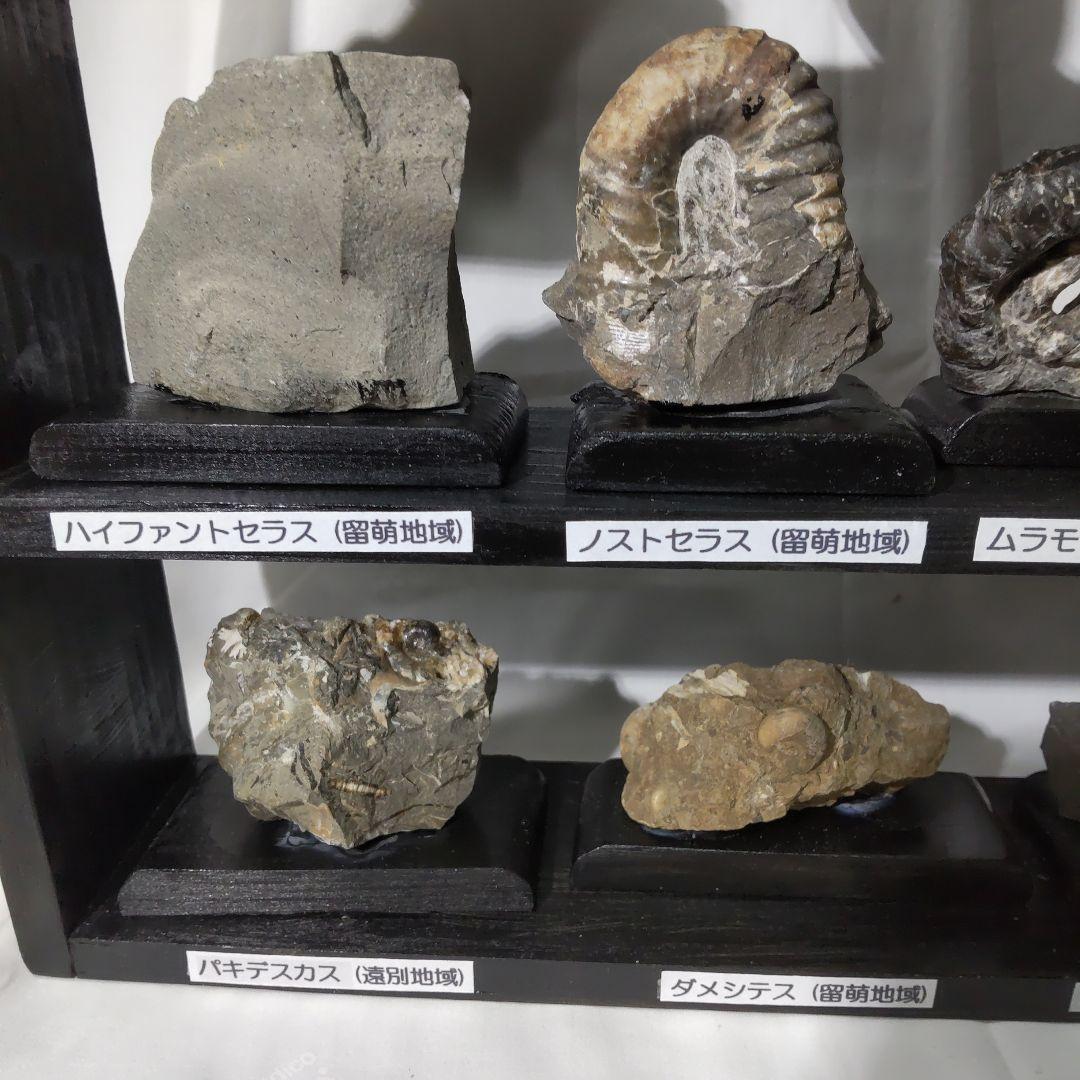 北海道アンモナイト化石、飾り棚に収納した１２点＋資料４点＋おまけ２点