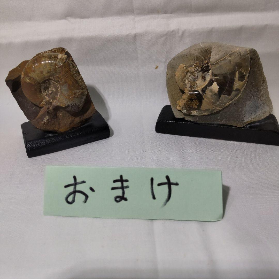北海道アンモナイト化石、飾り棚に収納した１２点＋資料４点＋おまけ２点