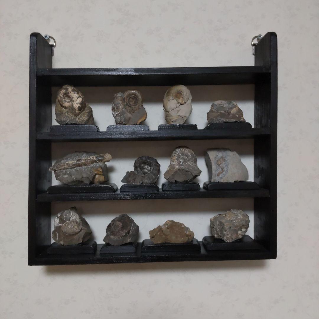 北海道アンモナイト化石、飾り棚に収納した１２点＋資料４点＋おまけ２点