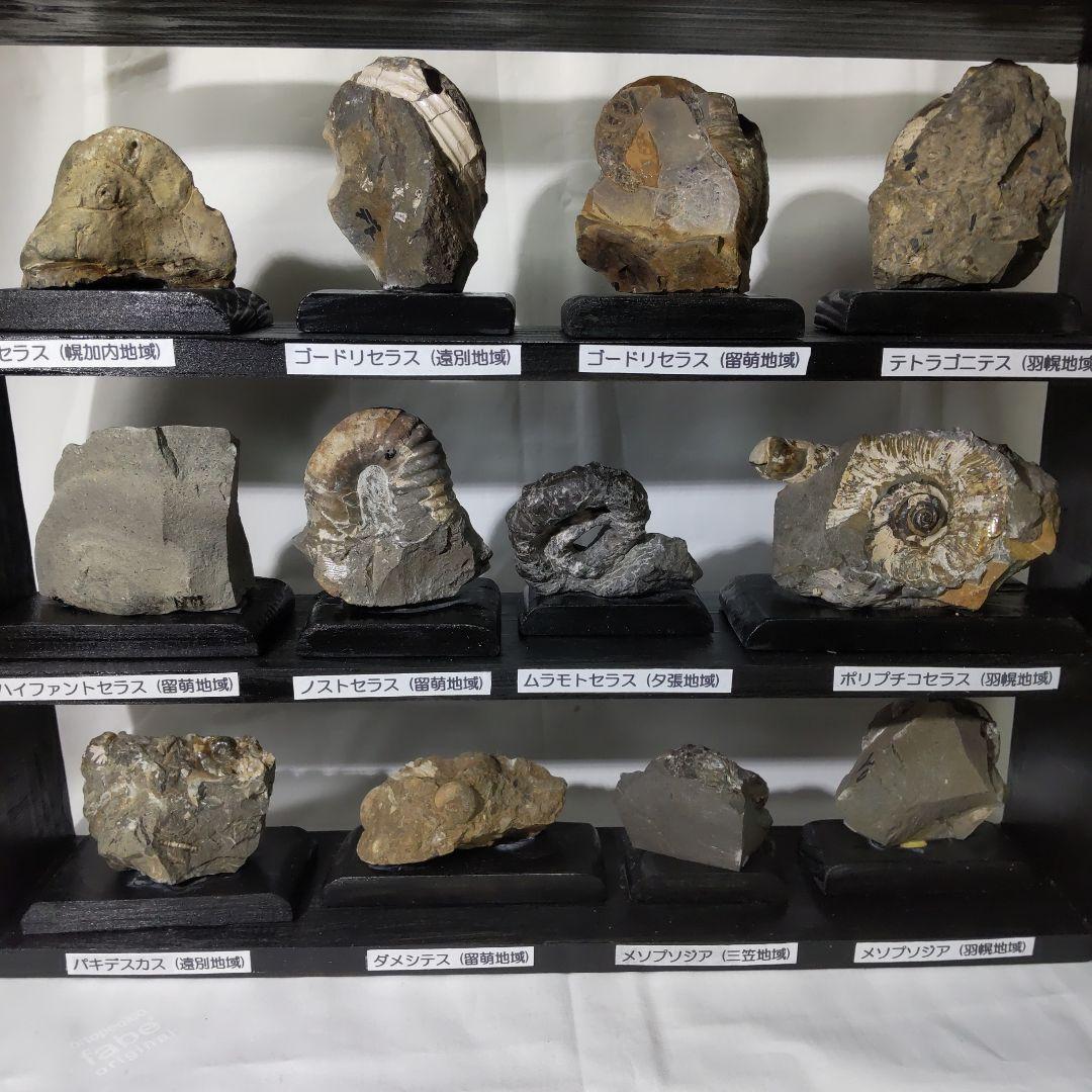 北海道アンモナイト化石、飾り棚に収納した１２点＋資料４点＋おまけ２点
