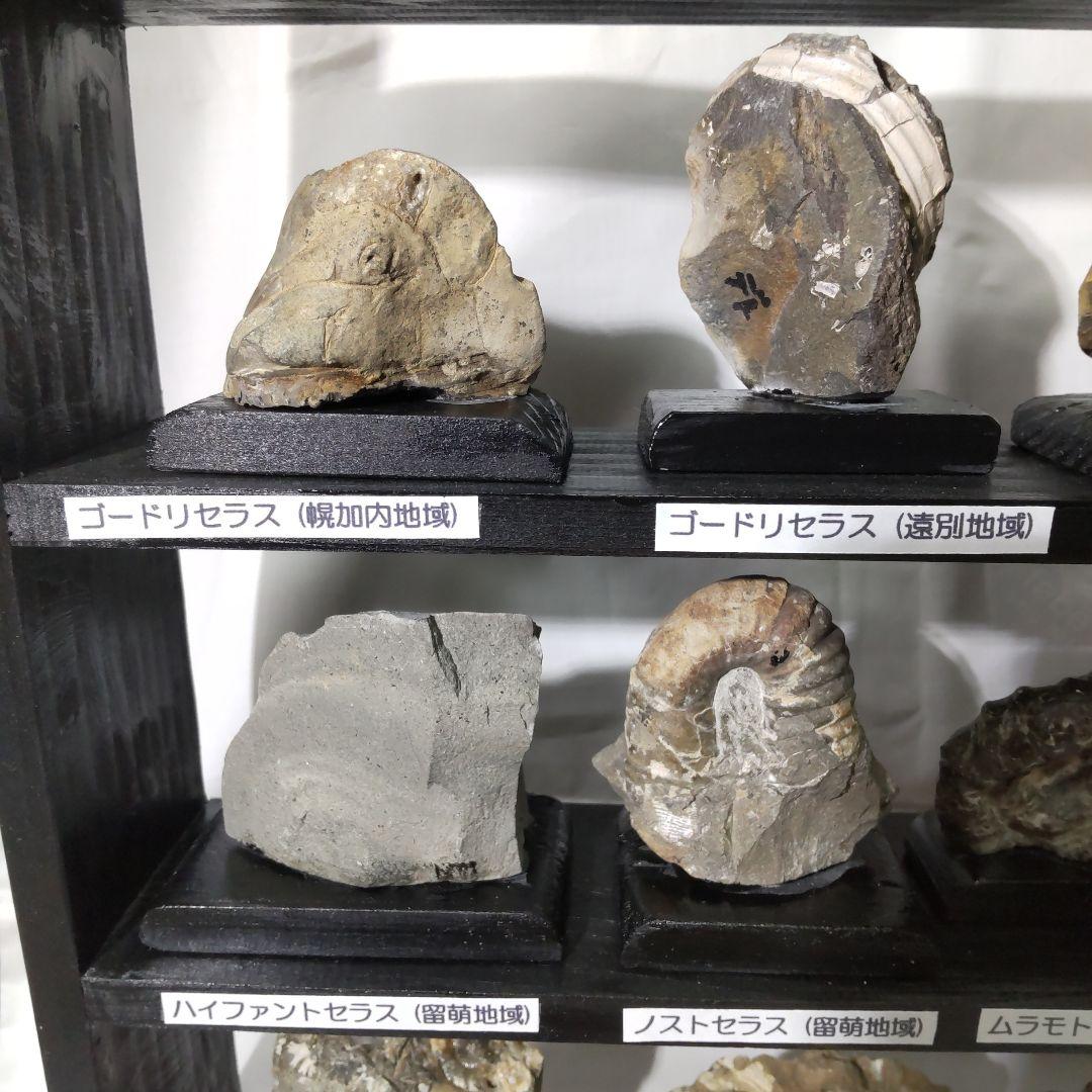 北海道アンモナイト化石、飾り棚に収納した１２点＋資料４点＋おまけ２点